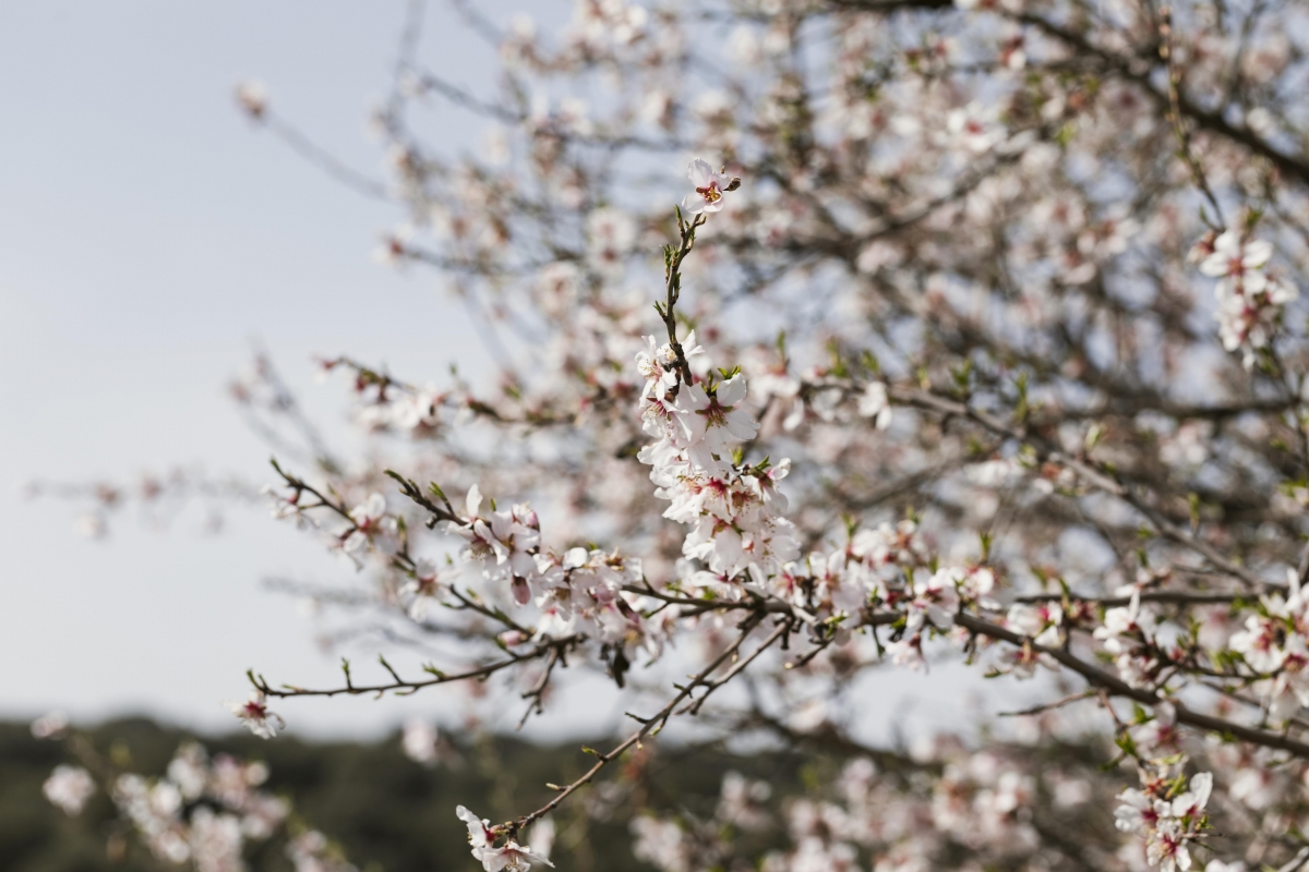 Almendra marcona como patrimonio
